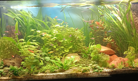 aquarium SAM RIO 350
