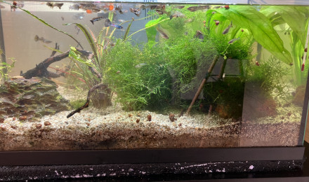 aquarium Aquarium amazonien eau chaude