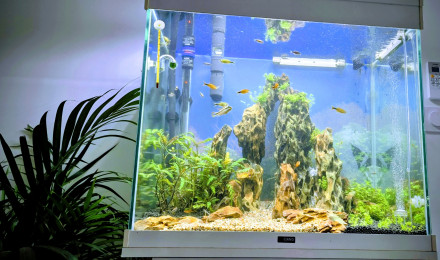 aquarium Le dragon col