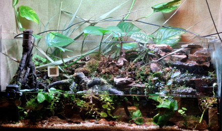 aquarium Paludarium