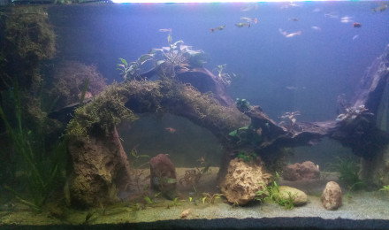 aquarium 240l