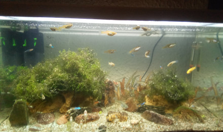 aquarium 60l