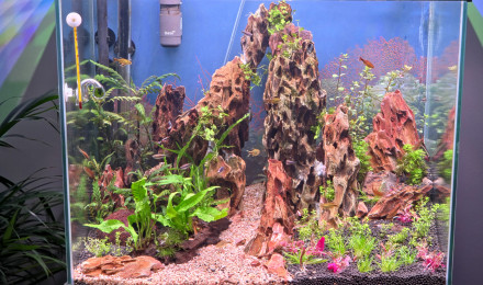 aquarium Le dragon col