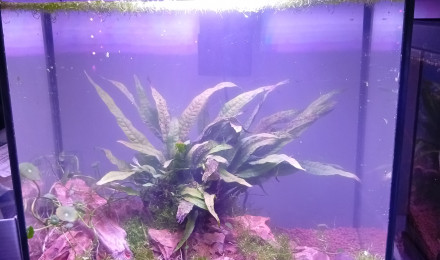 aquarium Pierre du Dragon