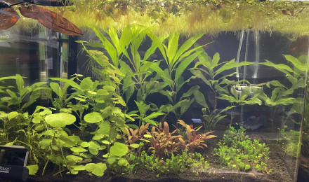 aquarium Trichogaster chuna