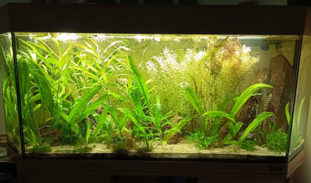 aquarium 250 L