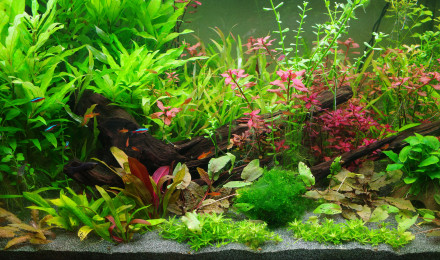 aquarium Eheim Proxima 250