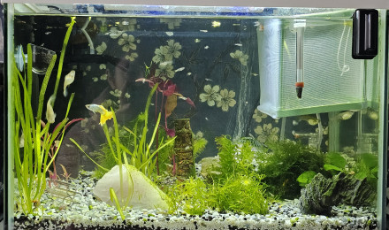 aquarium Guppy cory et rili orange