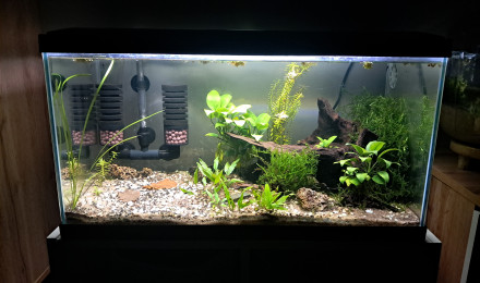 aquarium Ciao 60l neocaridina blue velvet
