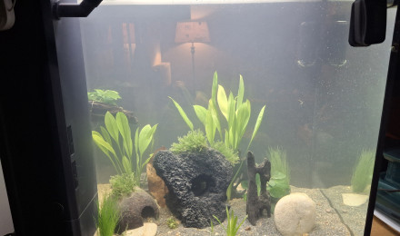 aquarium Amazonien 125 Litres