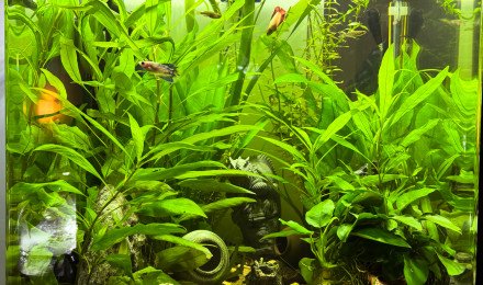 aquarium Nanocube AMTRA 60 Sororité