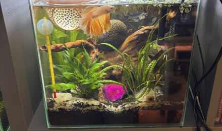 aquarium ZOLUX betta kub 15 Automne