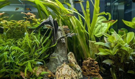 aquarium CIANO EMOTION PRO 60