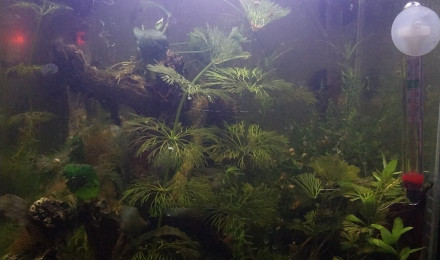 aquarium Le monde de Birdo