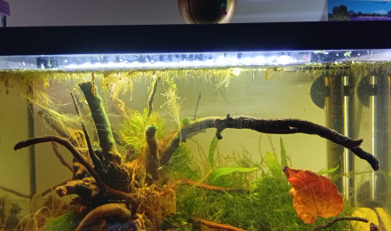 aquarium Thai Black Water