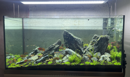 aquarium Iwagumi arlequin