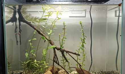 aquarium Le ptit bac à crevettes