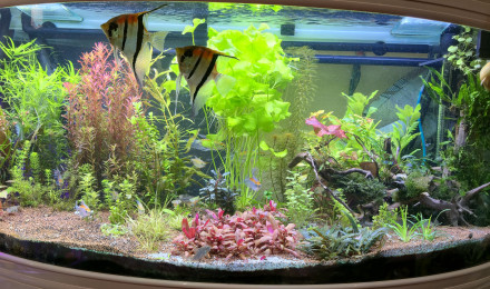 aquarium Aquarium hollandais