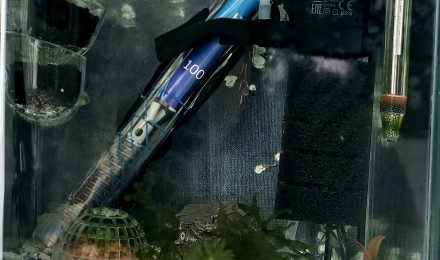 aquarium Neocaridina white pearl