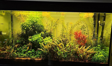 aquarium 200l communautaire