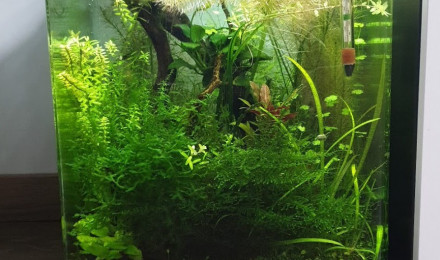 aquarium nano 30l amazonia