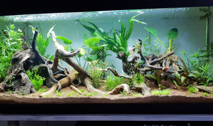 aquarium 120l amazonie