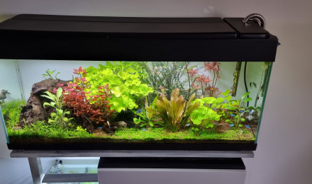 aquarium 120l v2