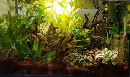 aquarium 50l