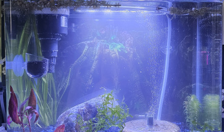 aquarium Femelles guppy