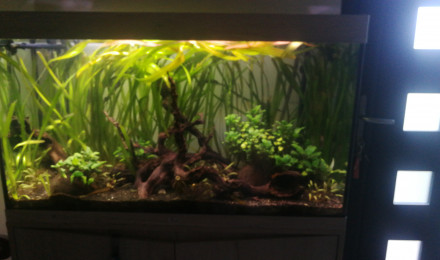 aquarium Bac 200L