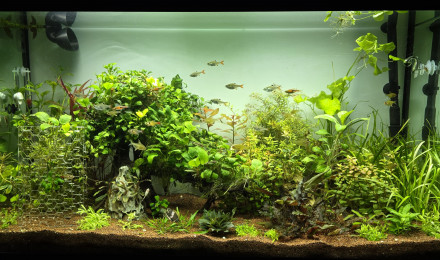 aquarium 200l communautaire
