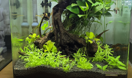 aquarium Nano cube 30 style amazonien