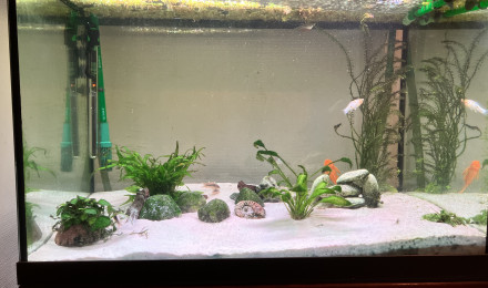 aquarium 220L