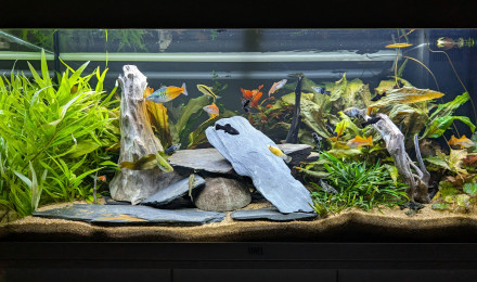 aquarium JUWEL RIO180 ENTREE