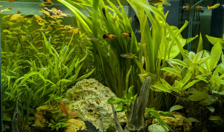 aquarium CIANO EMOTION PRO 60