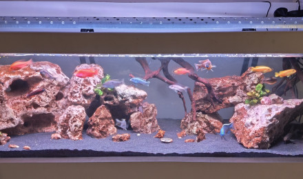 aquarium Malawi