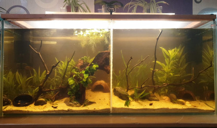 aquarium Aquarium biotope amazonien