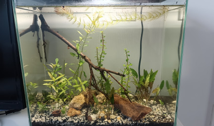 aquarium Le ptit bac à crevettes