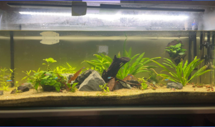 aquarium aquariums 300 L