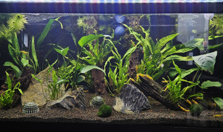 aquarium Aquarium 70L - Colonie Néocaridina