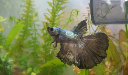 aquarium 18L Davidii