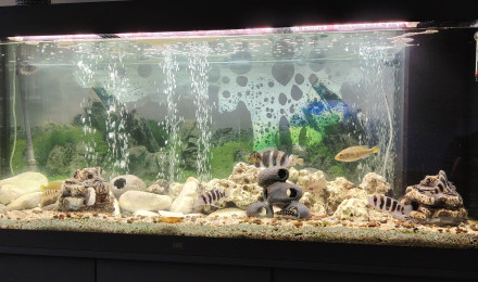 aquarium Tanganyika