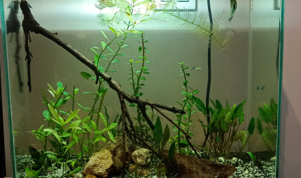 aquarium Le ptit bac à crevettes