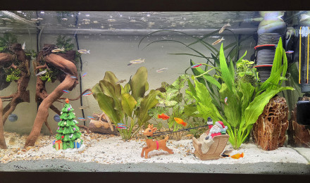 aquarium LE CANYON  OCCITAN