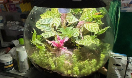 aquarium Biorb air 30