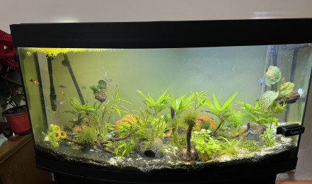 aquarium Juwel 260 Vision