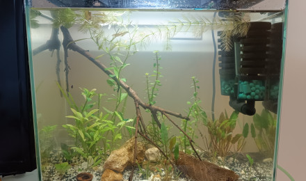 aquarium Le ptit bac à crevettes