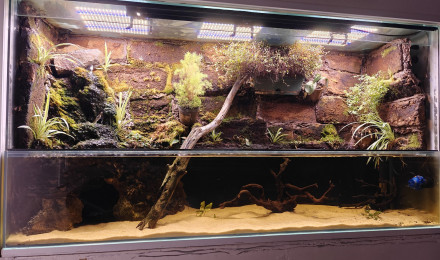 aquarium Paludarium