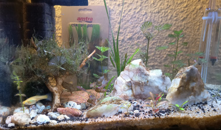 aquarium nano 19l betta