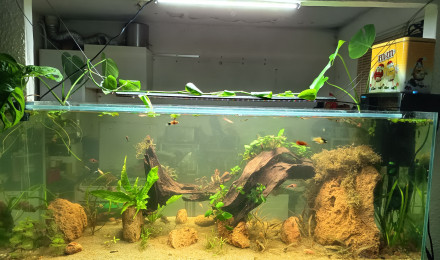 aquarium 240l